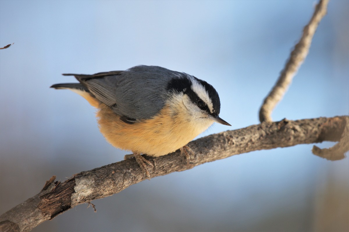 Red-breasted Nuthatch - ML542544141