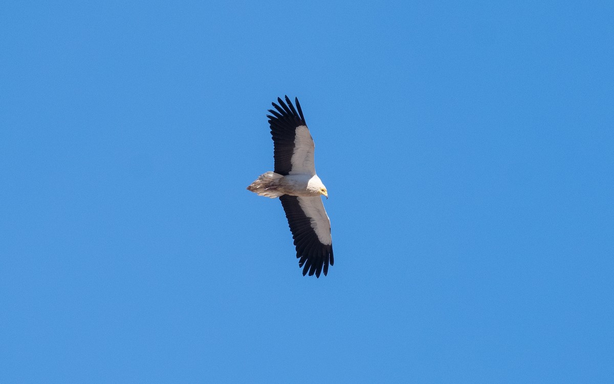 Egyptian Vulture - ML542544311