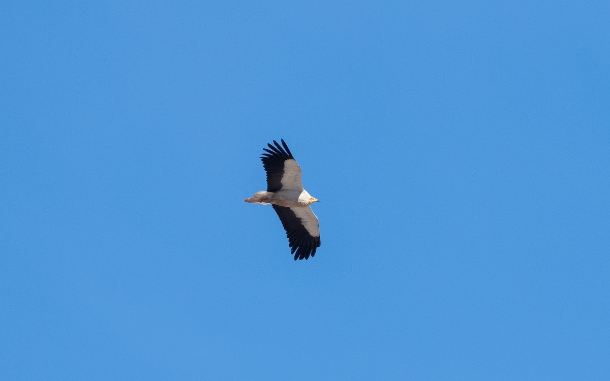 Egyptian Vulture - ML542544321