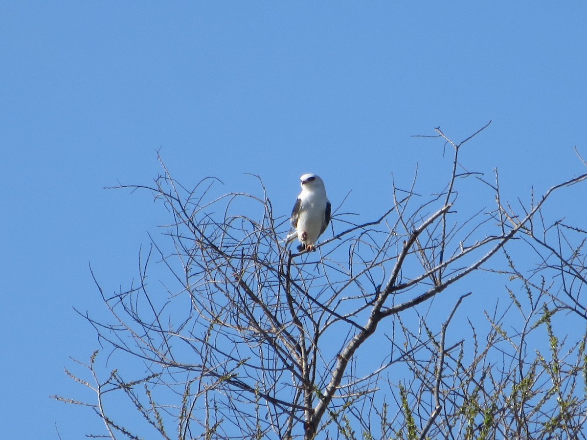 White-tailed Kite - V Golden