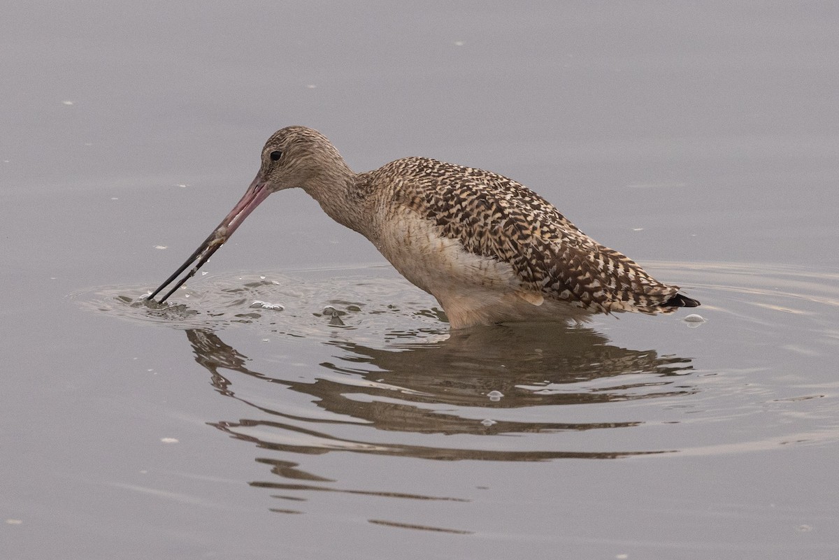 Marbled Godwit - ML542544601