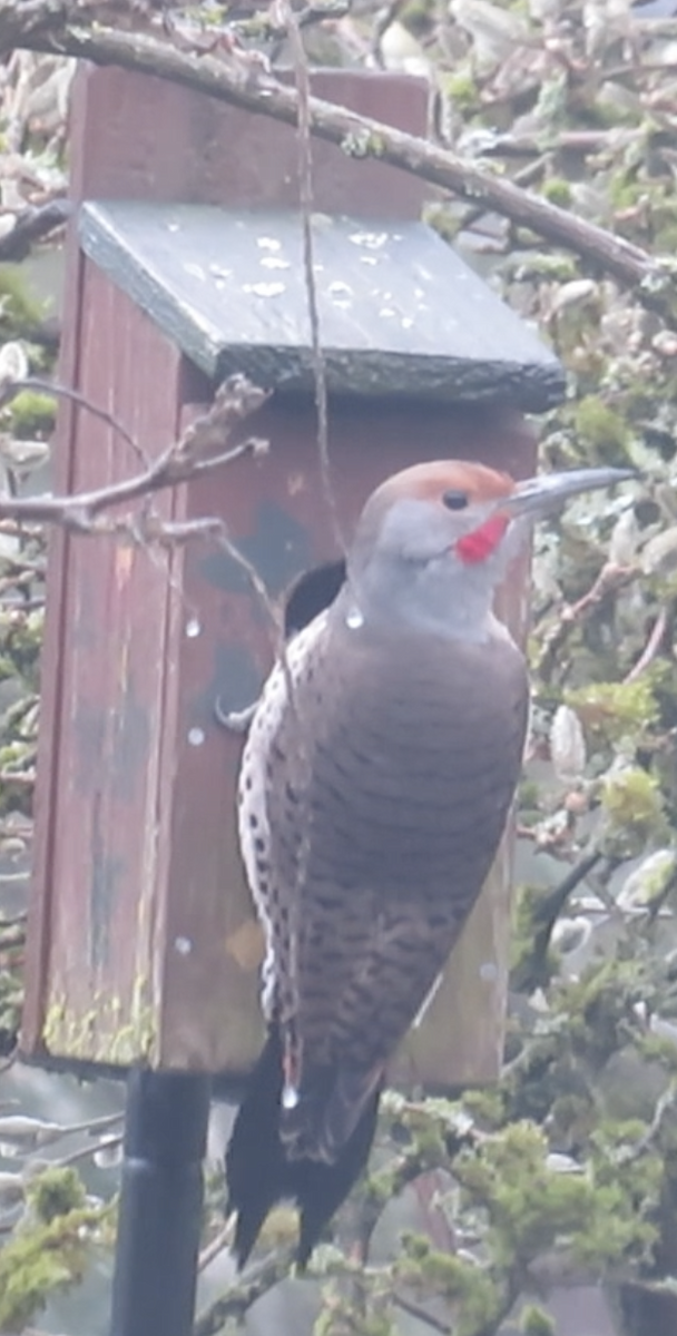 Northern Flicker (Red-shafted) - ML542544641