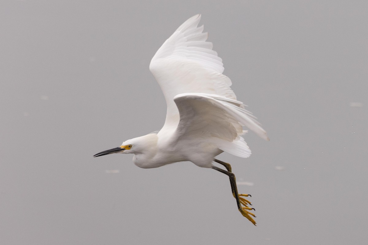 Snowy Egret - Eric VanderWerf