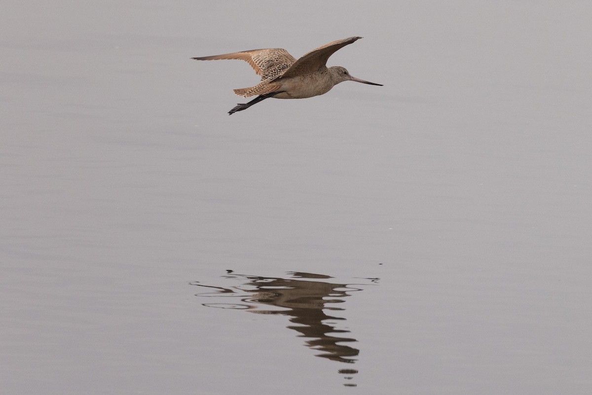 Marbled Godwit - ML542544931