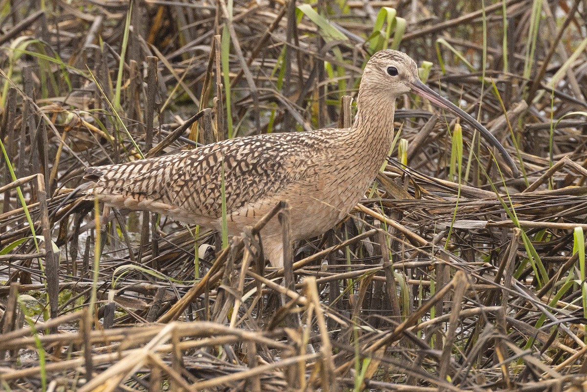 Long-billed Curlew - ML542544971