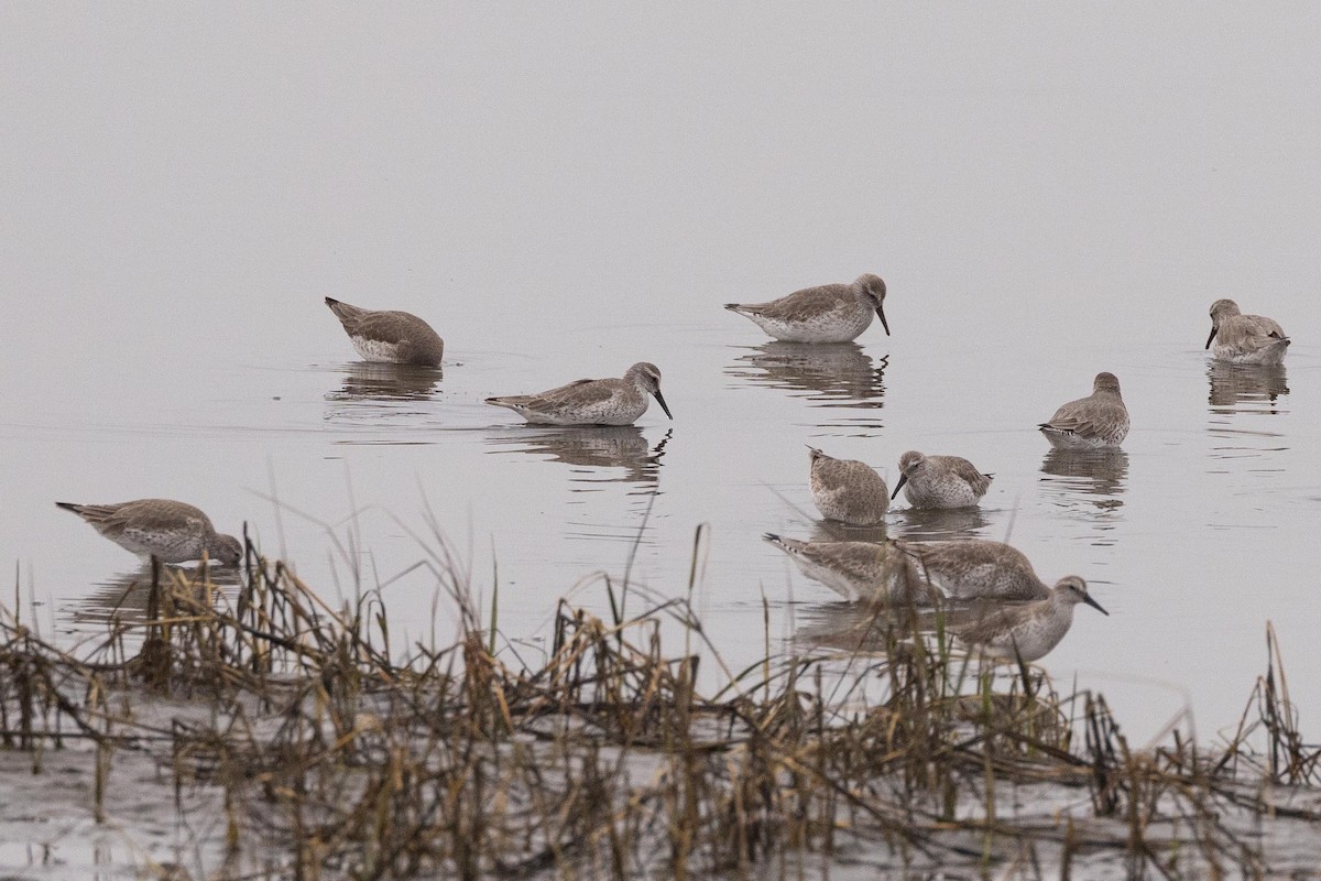 Red Knot - ML542545281