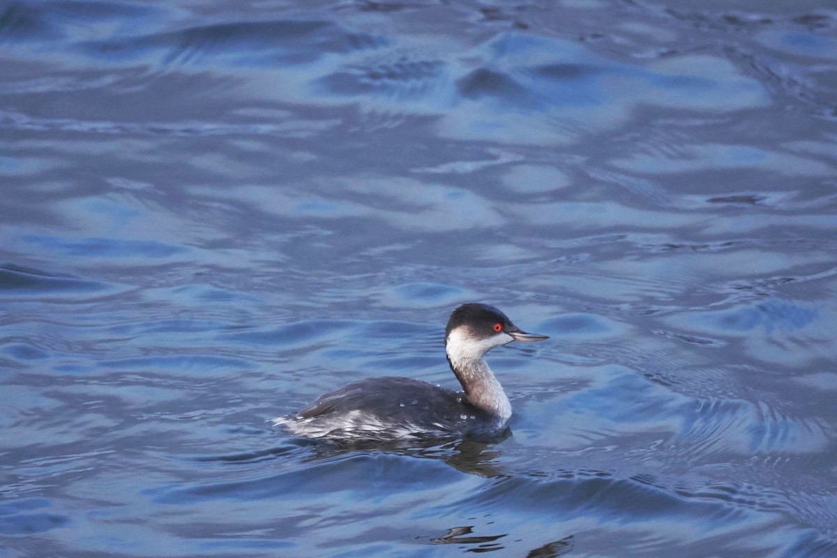 Eared Grebe - ML542545681