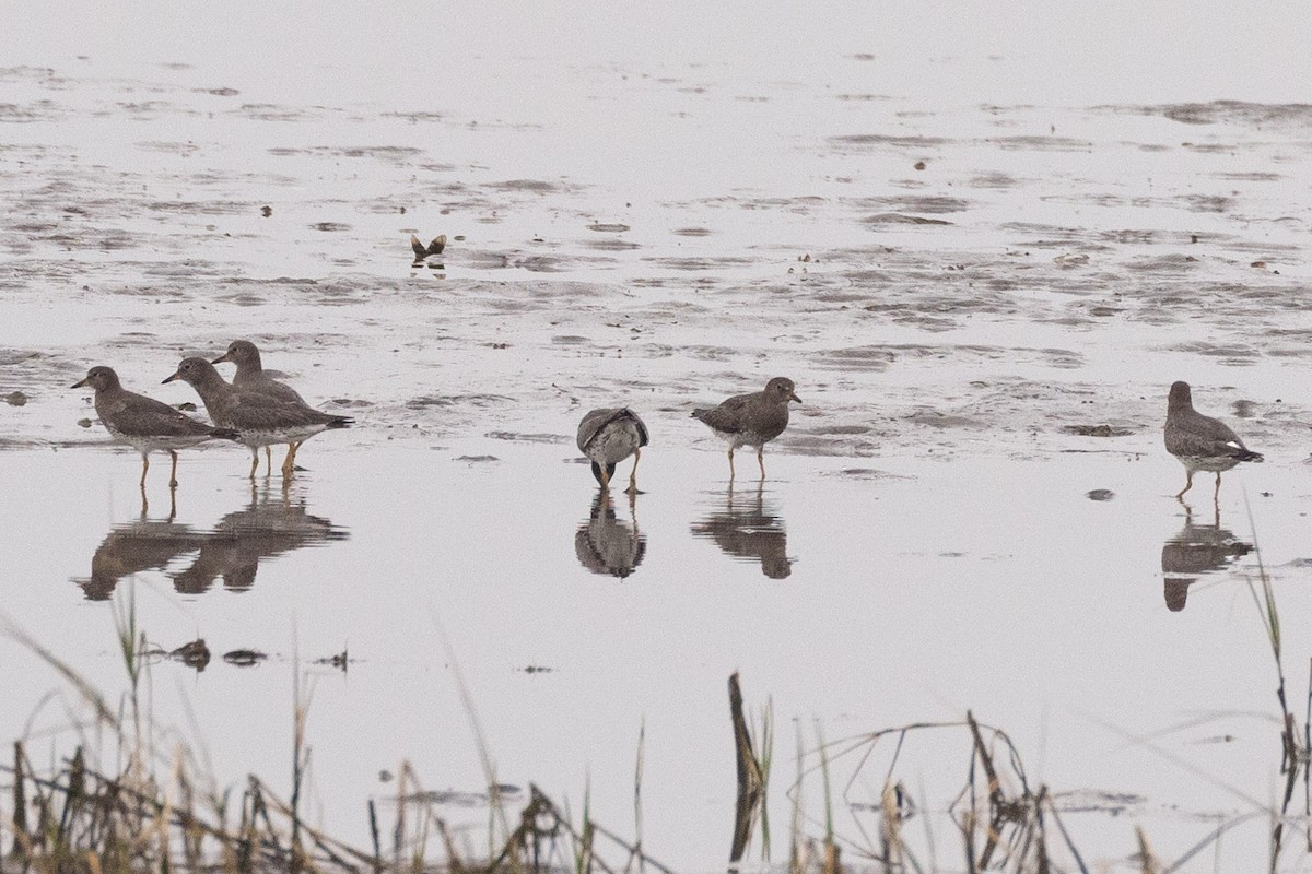 Surfbird - Eric VanderWerf