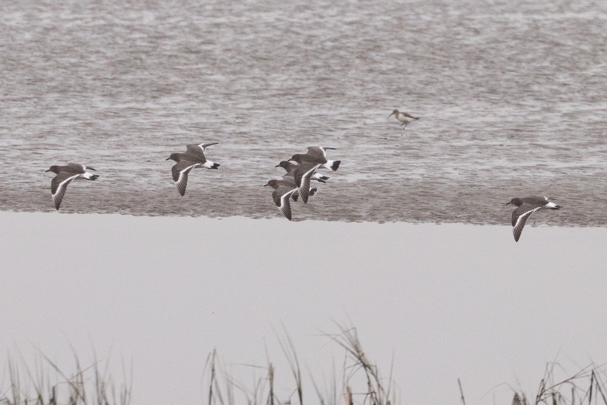 Surfbird - ML542545741