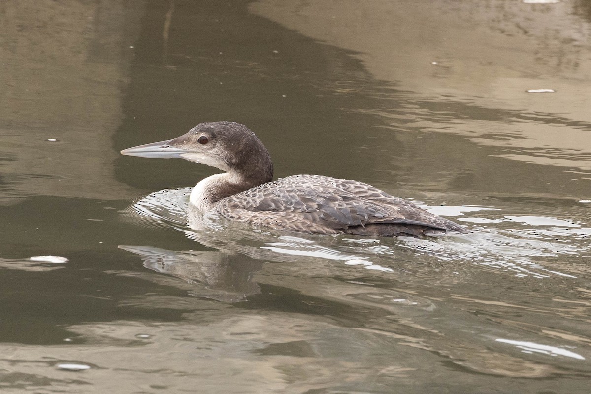 Plongeon huard - ML542546301