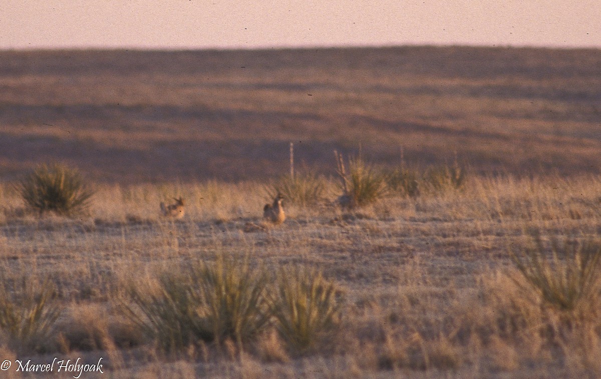 Lesser Prairie-Chicken - ML542546691