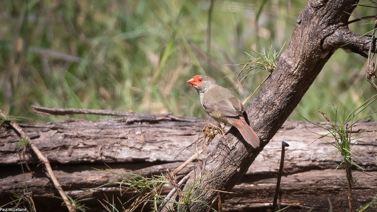 Star Finch - paul mclelland