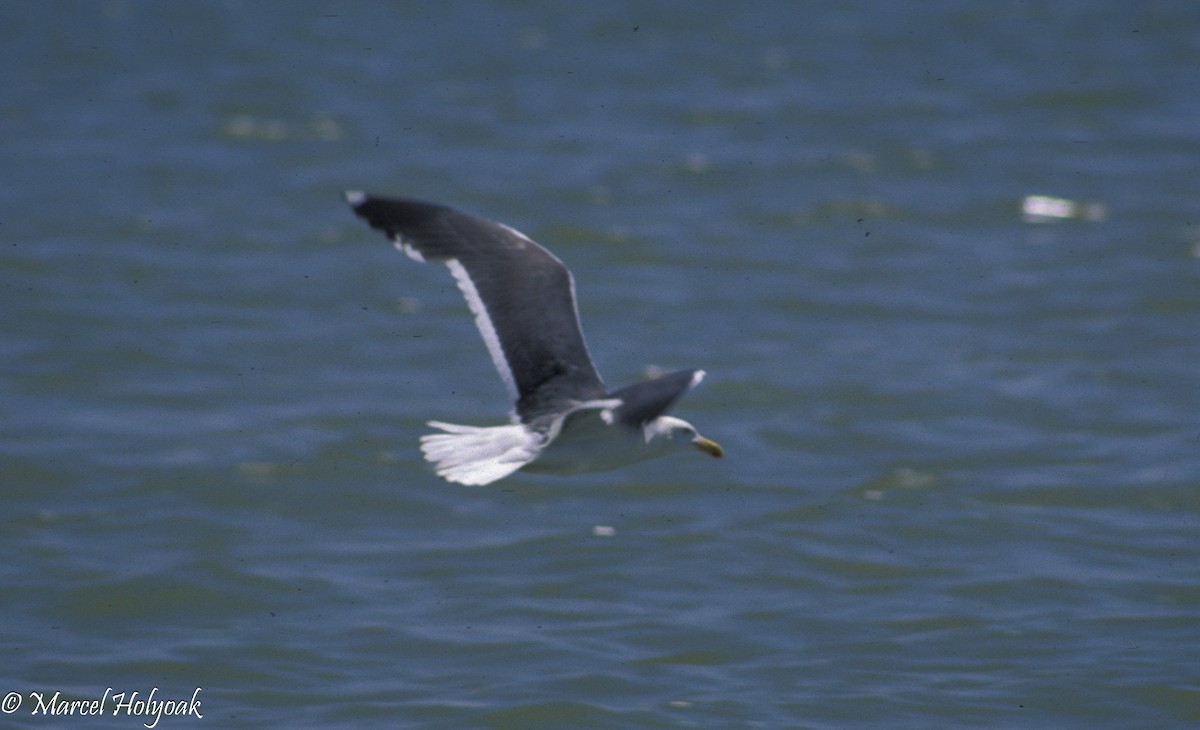 Yellow-footed Gull - Marcel Holyoak