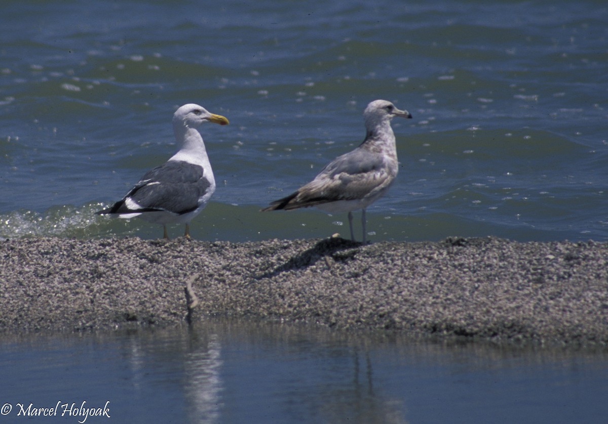 Yellow-footed Gull - Marcel Holyoak