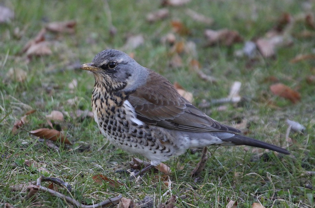 Fieldfare - ML54254751