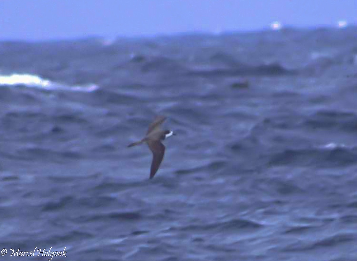 Hawaiian Petrel - ML542548181