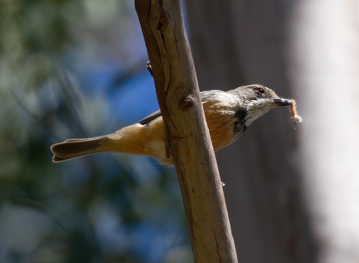 Rufous Whistler - Michael Paul