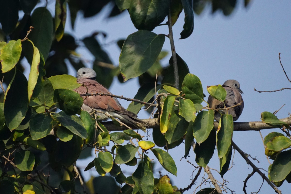 Red Collared-Dove - ML542549641