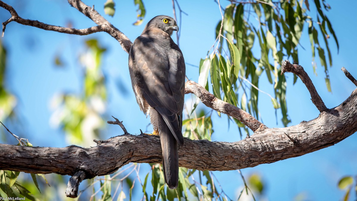 Brown Goshawk - ML542549711