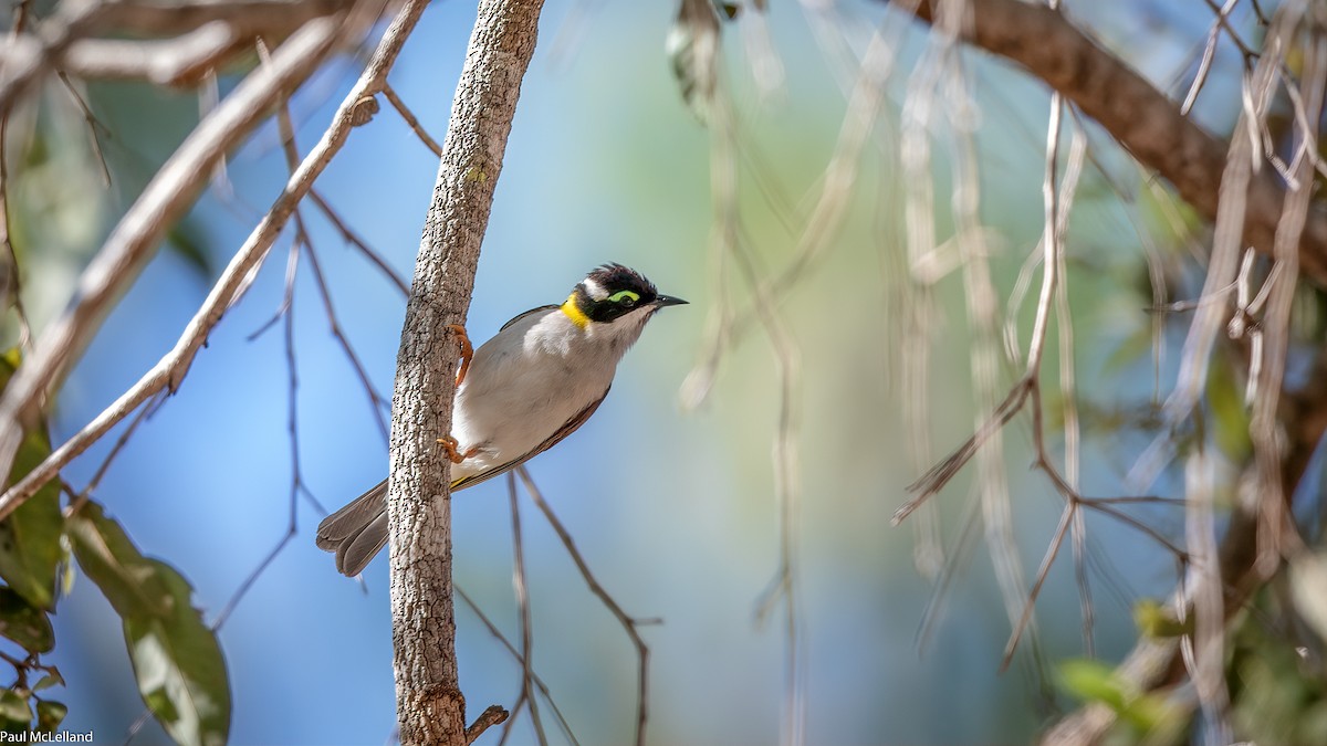 Black-chinned Honeyeater (Golden-backed) - ML542549981