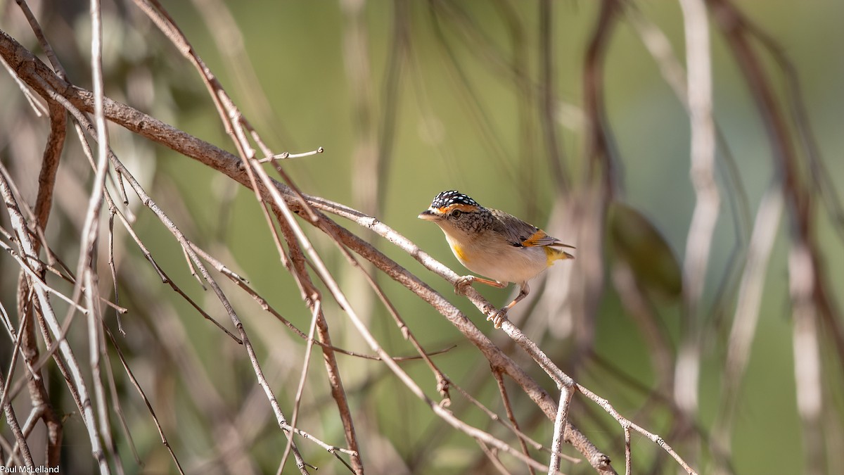 Red-browed Pardalote - ML542550051