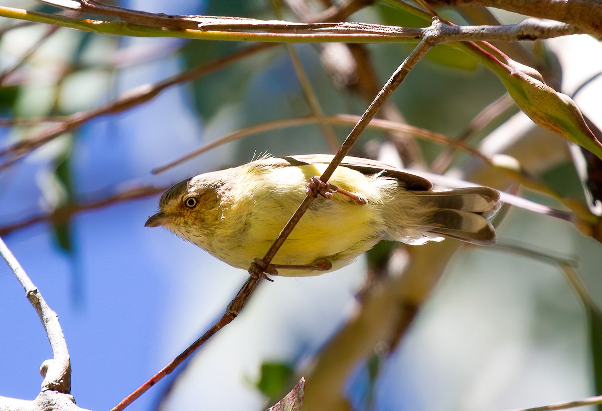 Weebill - ML542550281