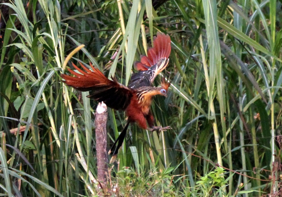 Hoatzin - ML542552161