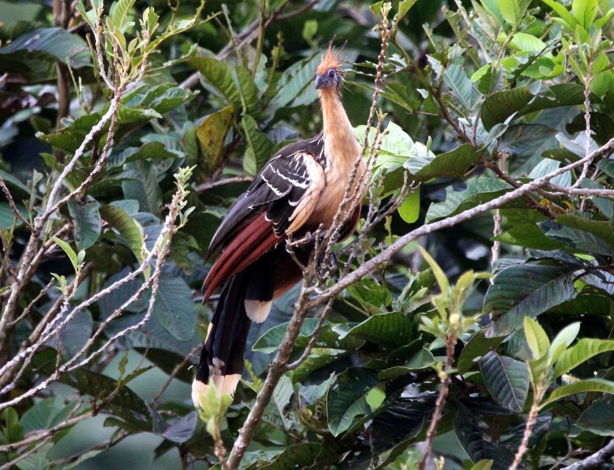 Hoatzin - ML542552171