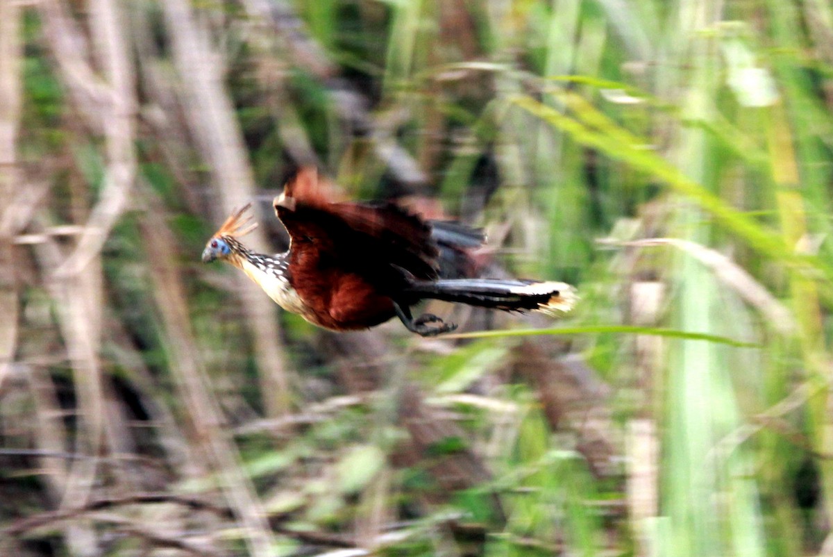 Hoatzin - ML542552281