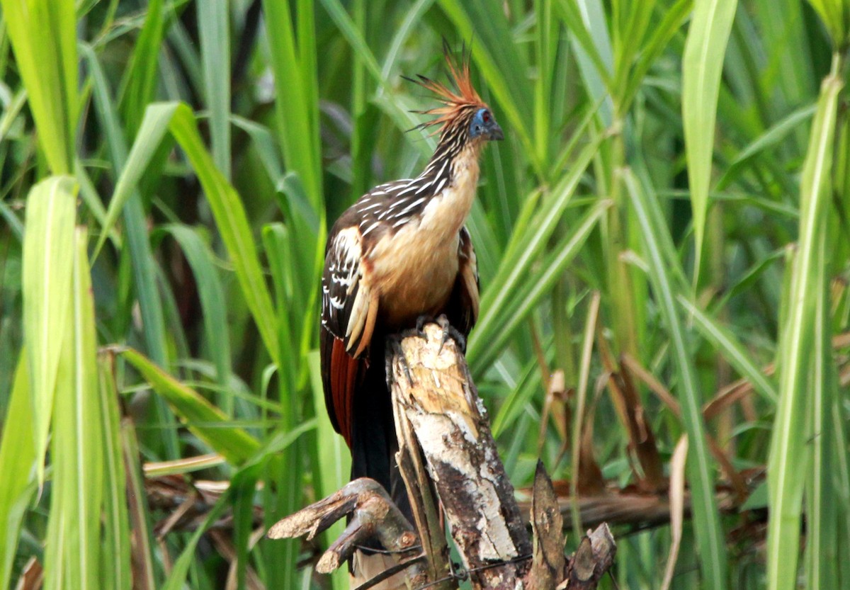 Hoatzin - ML542552311