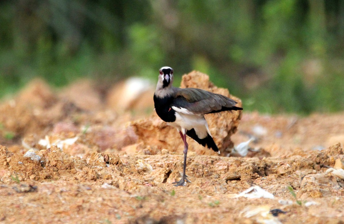 Southern Lapwing - ML542552401