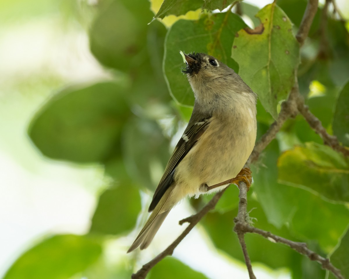 Ruby-crowned Kinglet - Sue Cook