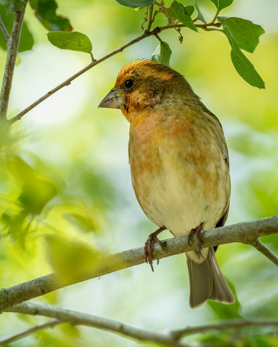 Purple Finch - Sue Cook