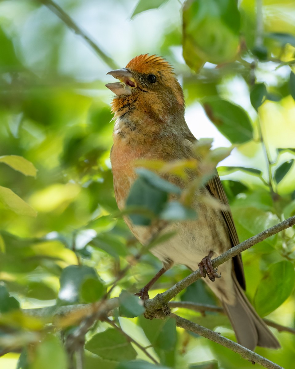 Purple Finch - ML542553021