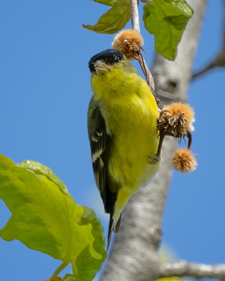 Lesser Goldfinch - Sue Cook