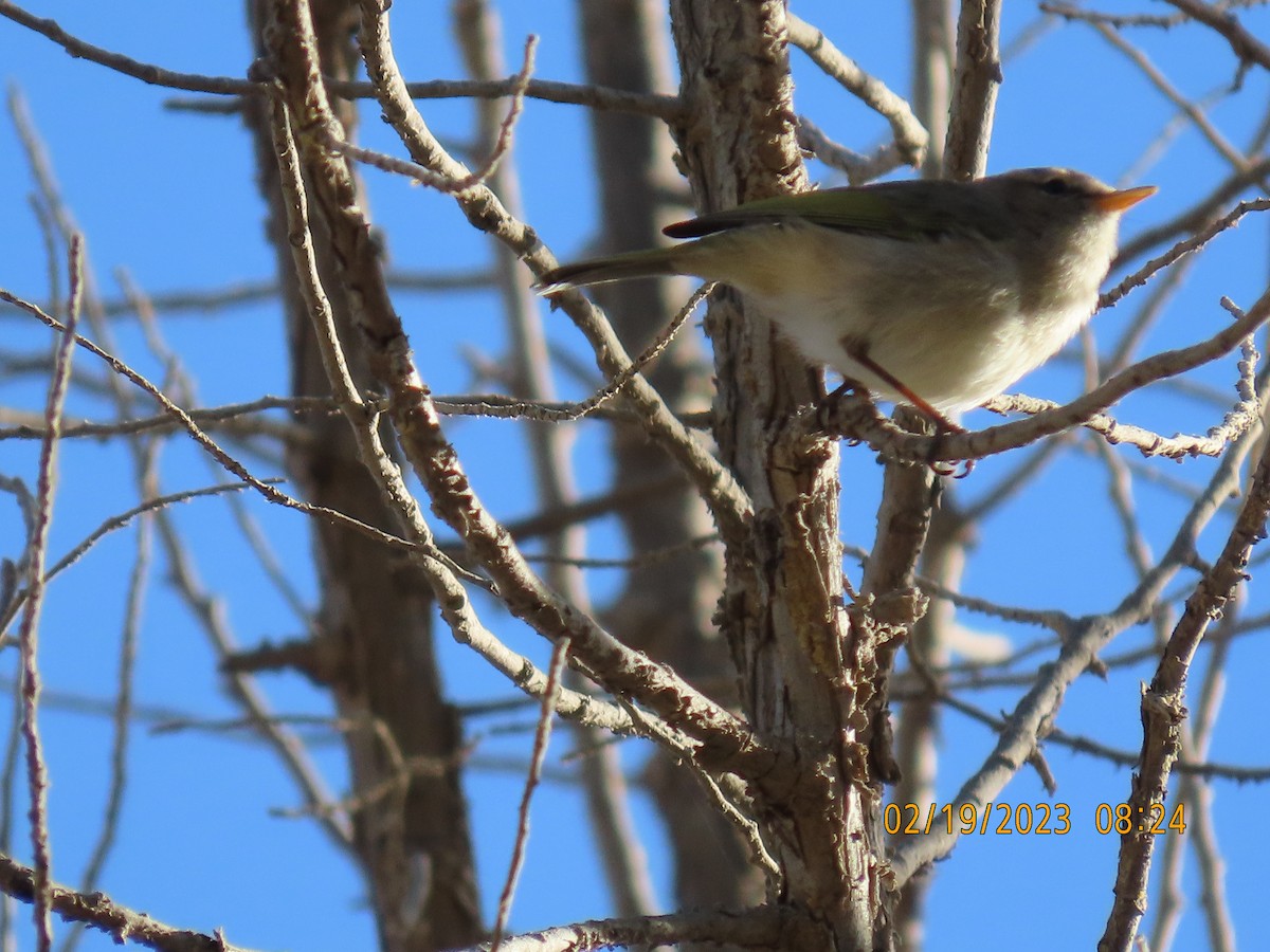 Brown Woodland-Warbler - ML542556441