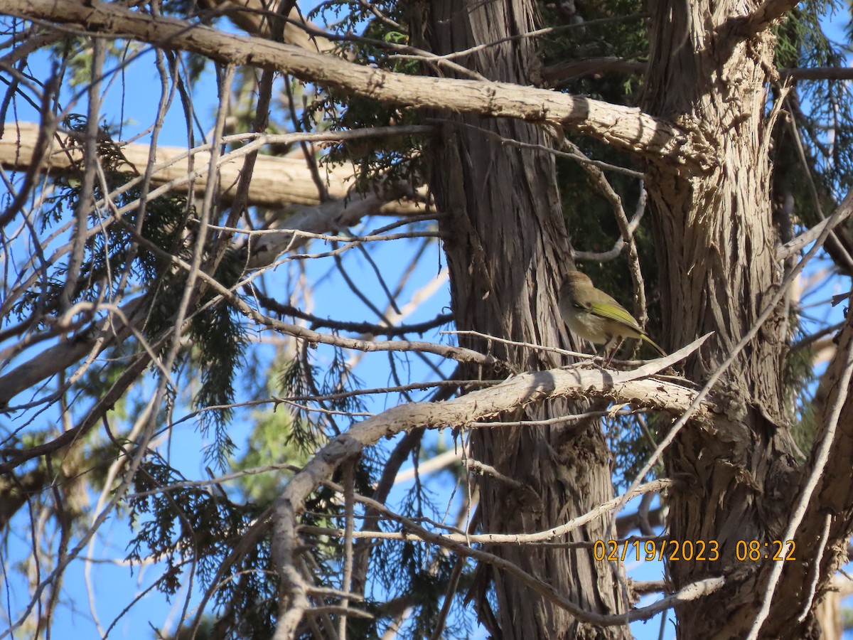 Brown Woodland-Warbler - ML542556551