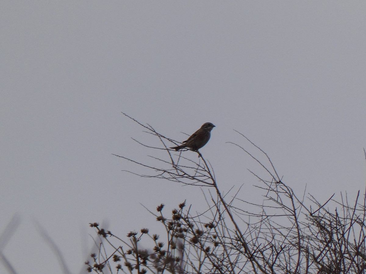 Yellowhammer x Pine Bunting (hybrid) - ML542556611