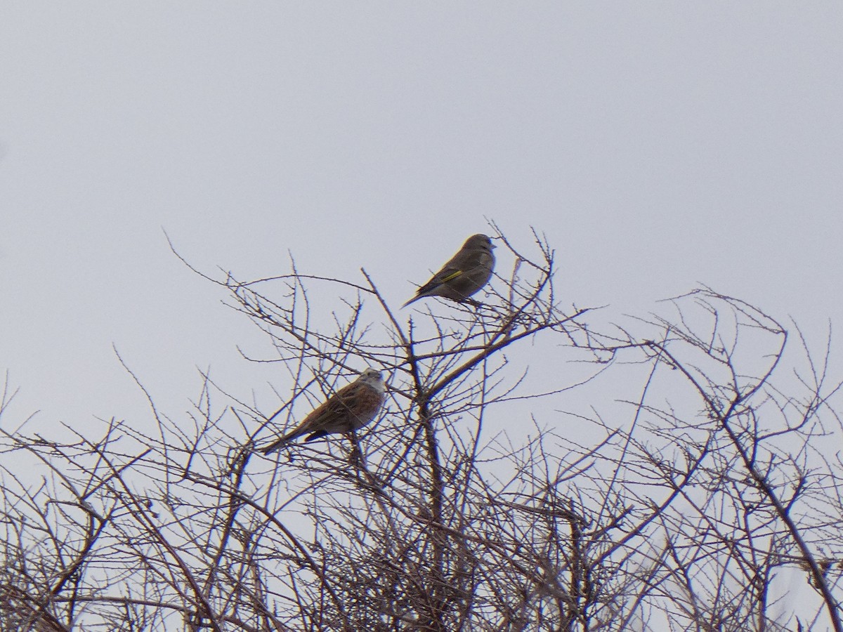 Yellowhammer x Pine Bunting (hybrid) - Vasilii Bastaev