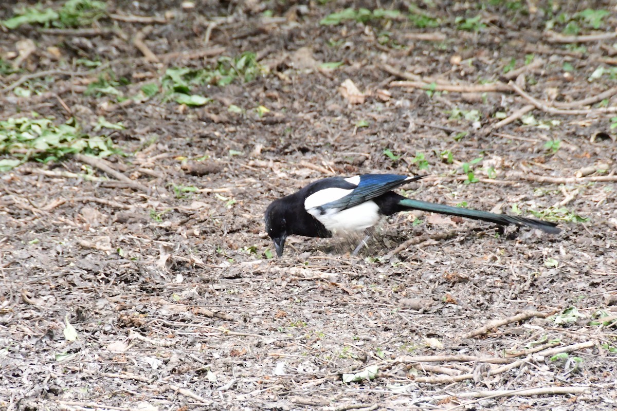 Eurasian Magpie - ML542558741