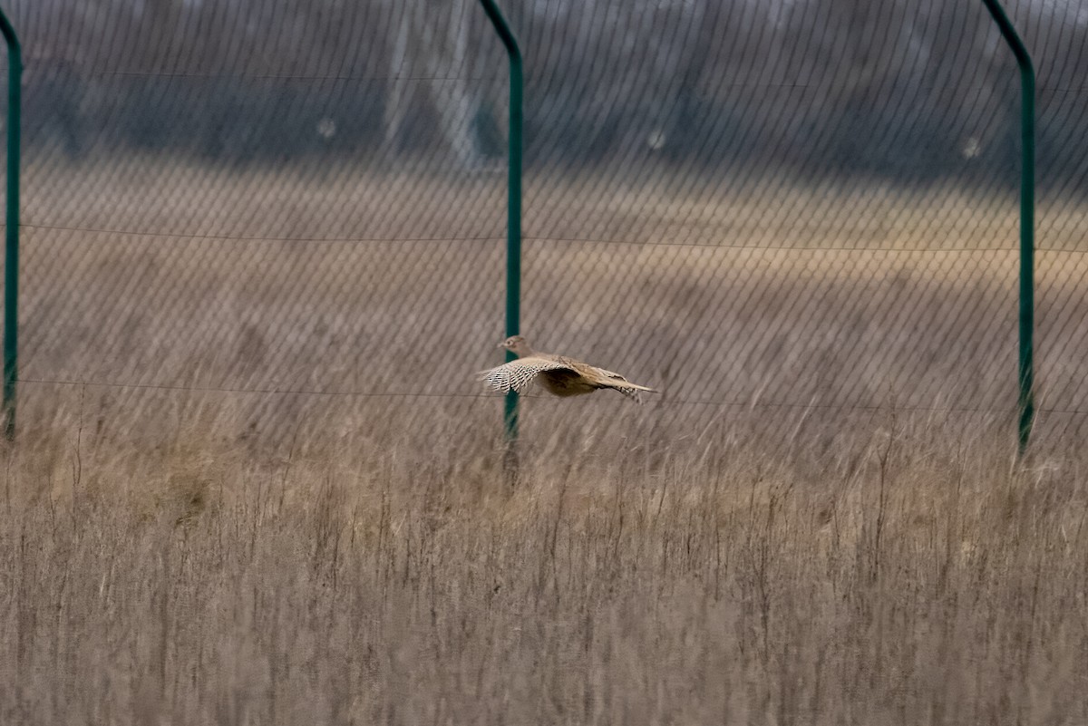 Ring-necked Pheasant - Peter Hinow