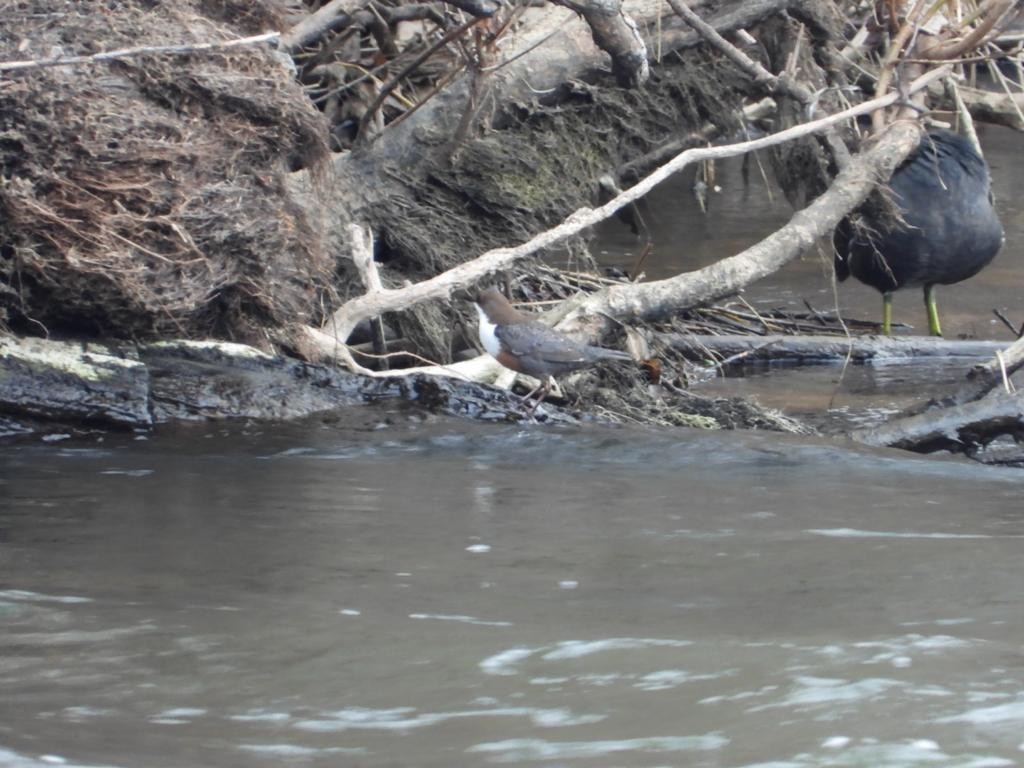 White-throated Dipper - ML542560221