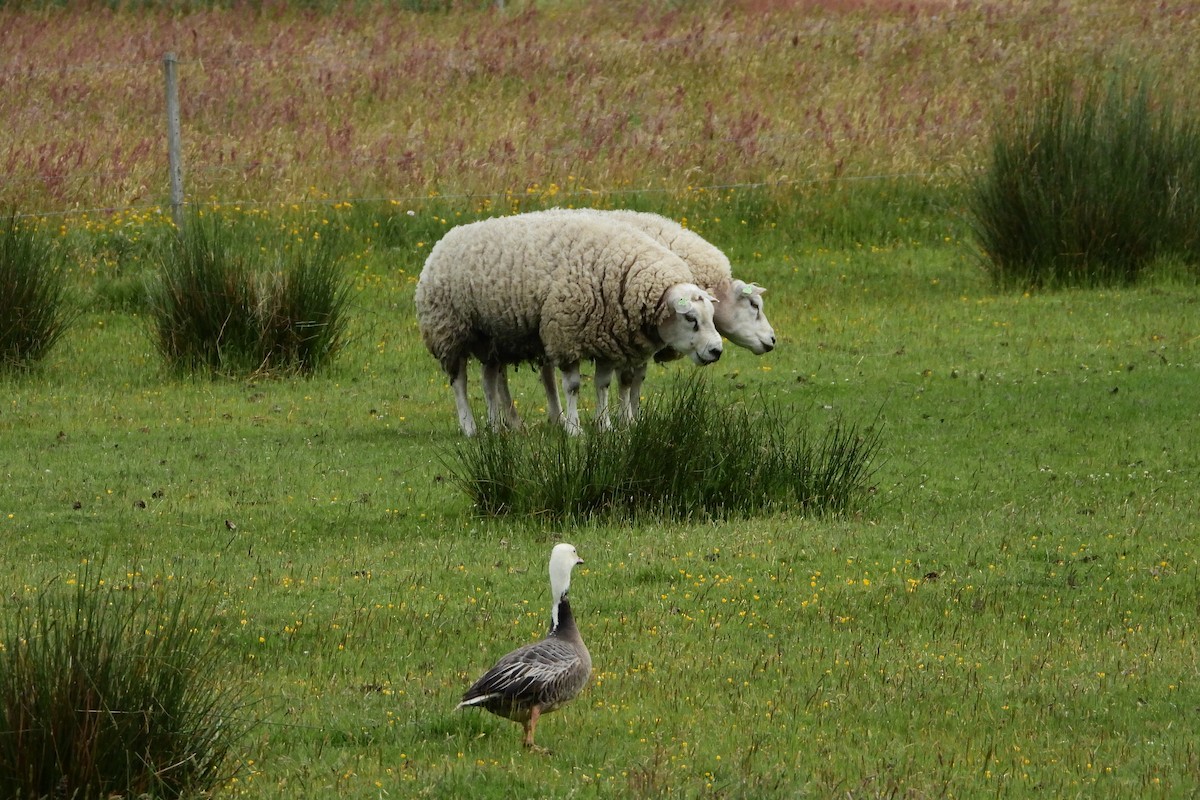 Snow Goose - ML542560431