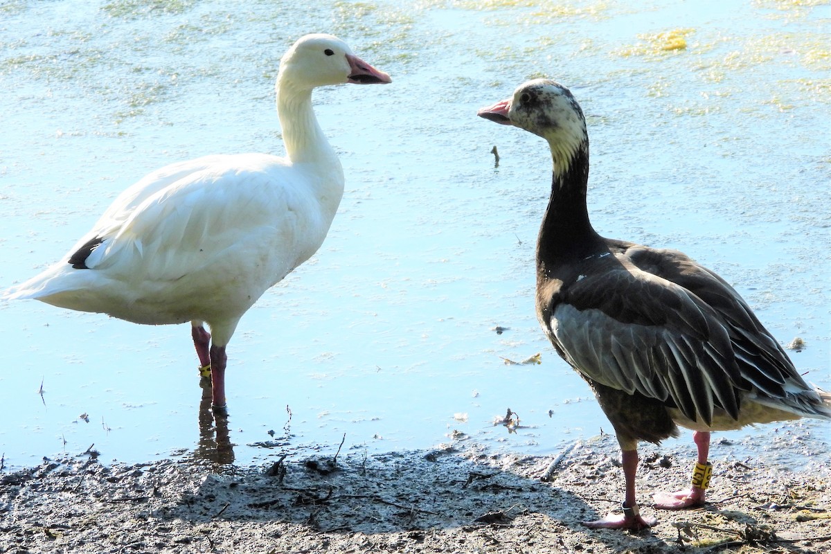 Snow Goose - Rainer Opitz