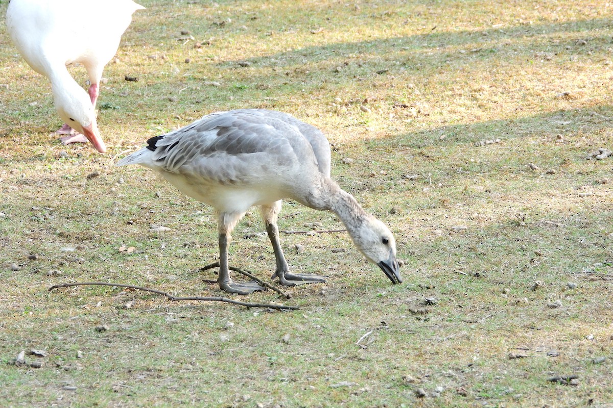 Snow Goose - ML542560491