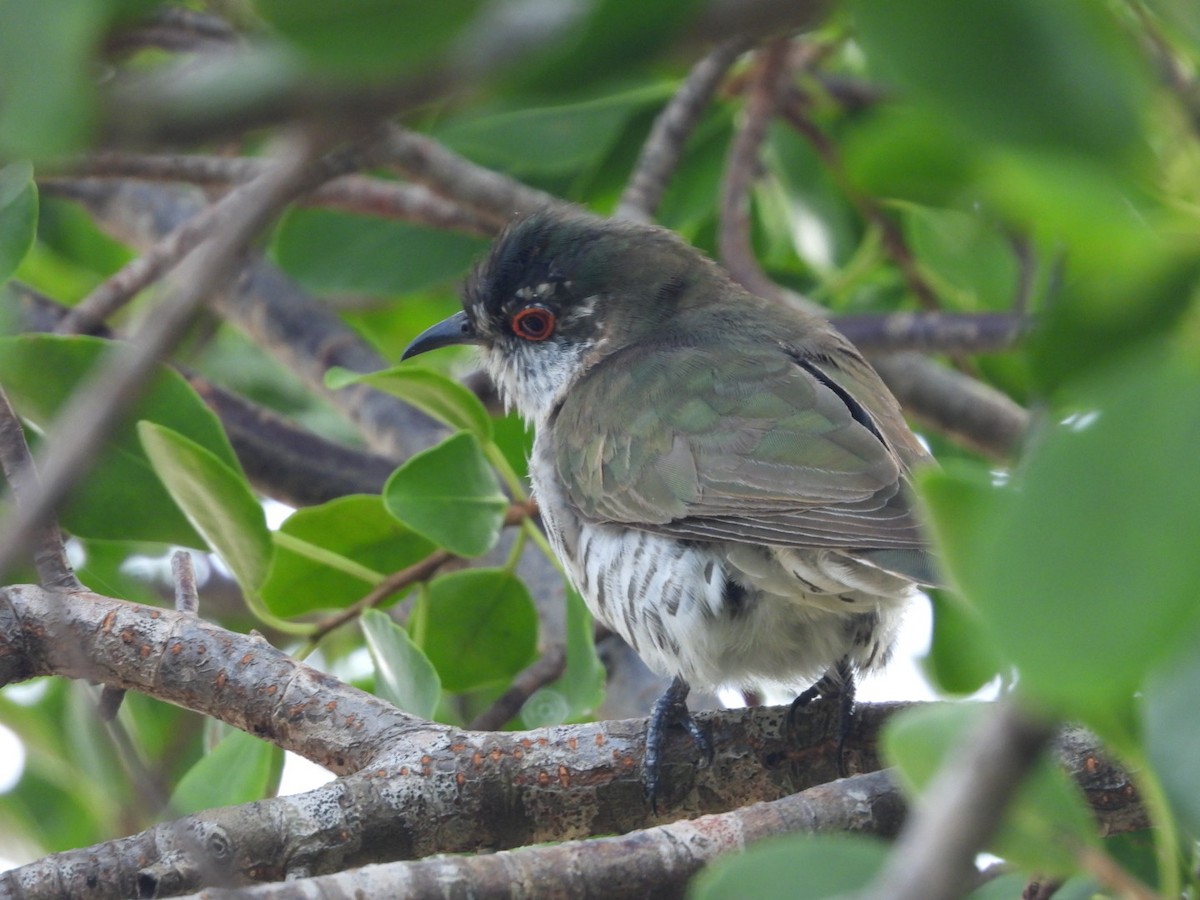 Little Bronze-Cuckoo (Little) - ML542560561