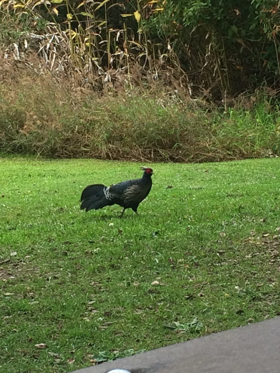 Kalij Pheasant - ML54256121