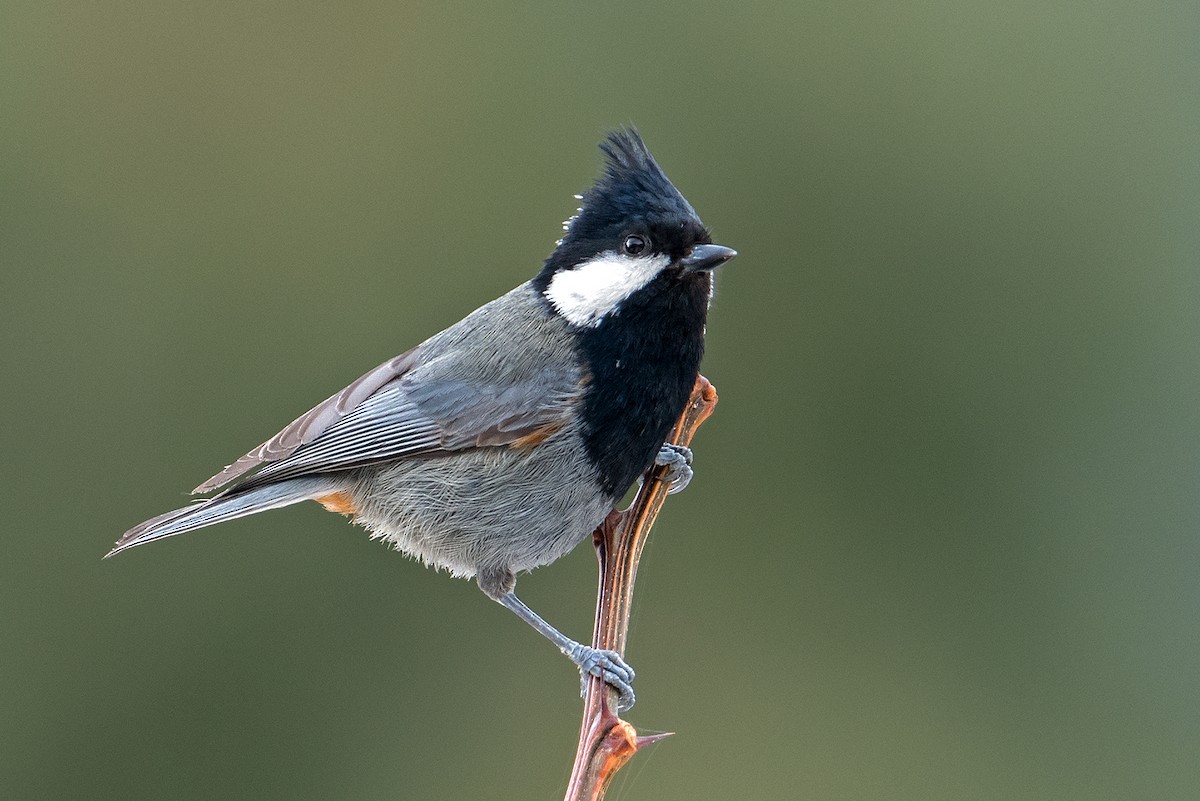 Rufous-naped Tit - ML542561221