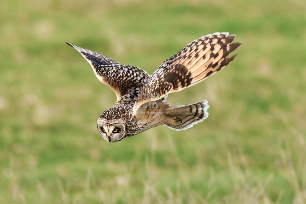 短耳鴞 - ML542561531