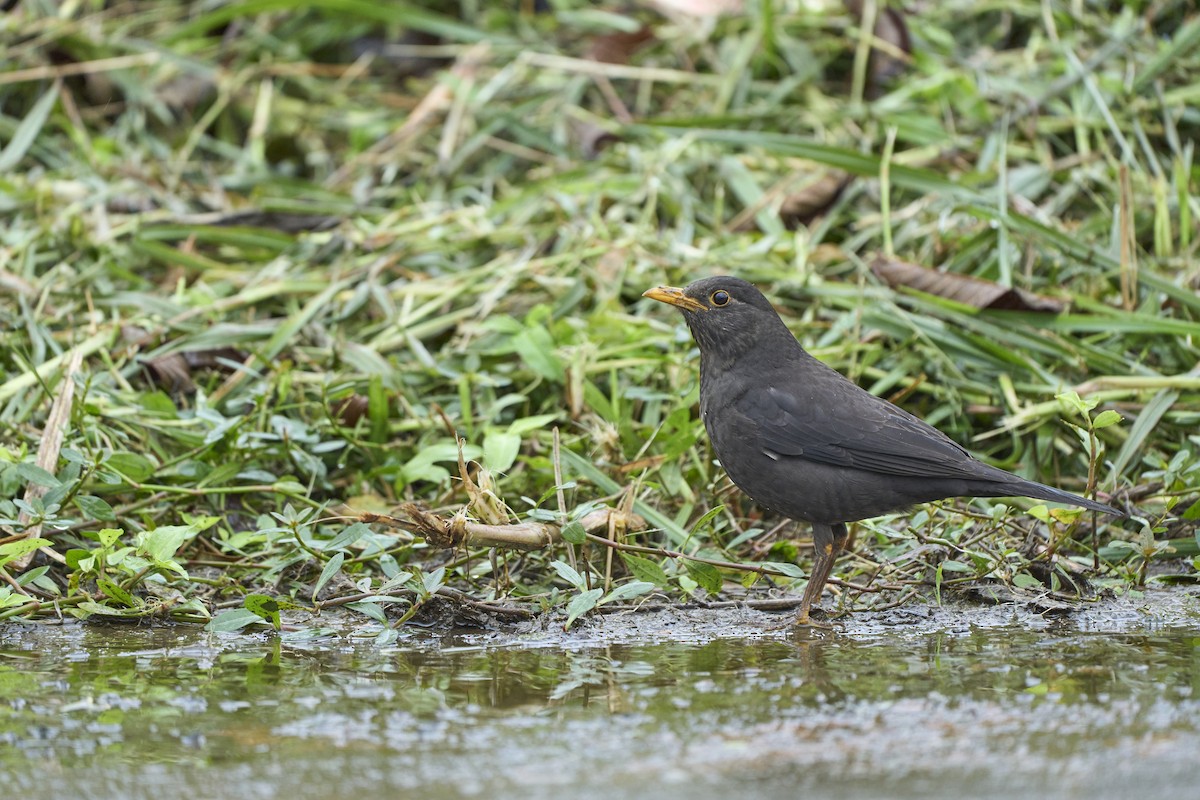 Chinese Blackbird - Li-Kai “Tom” Yen